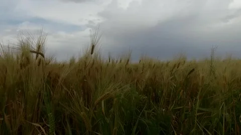 The golden wheat fields bend with the wind framed, stock footage. Stock Footage 304934949