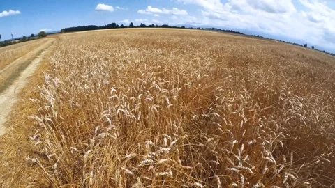 Golden wheat fields on cloudy blue sky with crane motion in fish eye vision Stock Footage 196090854