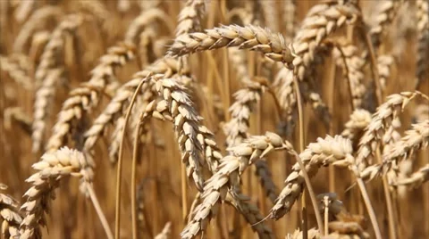 Golden wheat fields Stock Footage 7752545