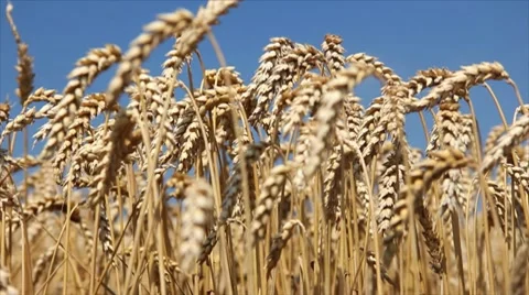 Golden wheat fields Stock Footage 7752546