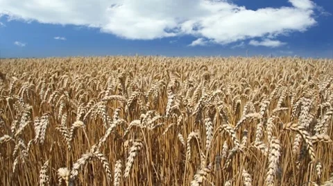 Golden wheat fields Stock Footage 7752550