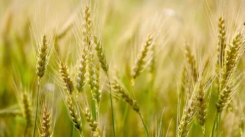 Golden wheat fields. Stock Footage