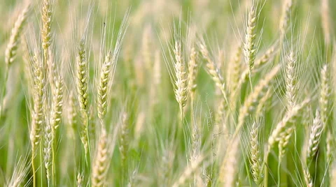 Golden wheat fields. Stock Footage 52198537