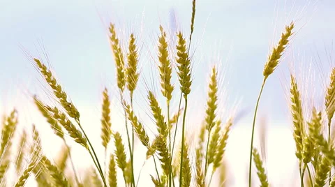 Golden wheat fields. Stock Footage 52198591