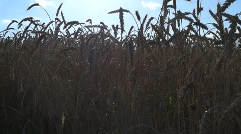 Golden wheat fields Stock Footage 67091772