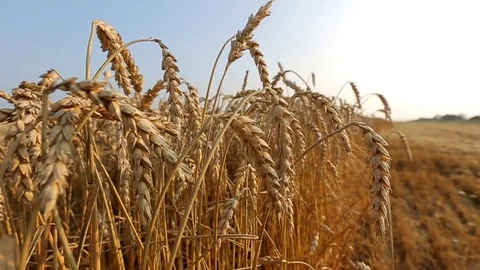 Golden Wheat Fields Stock Footage 76246796