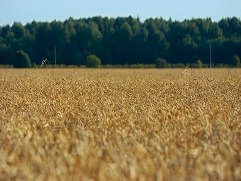 Golden wheat fields Vídeos de archivo 81325725