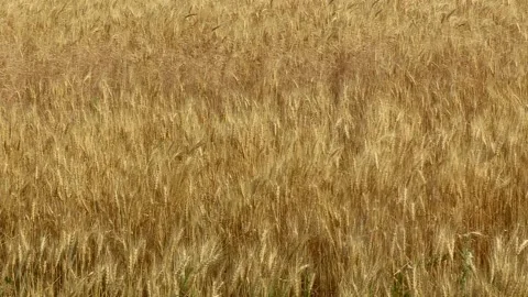 Golden wheat fields Stock Footage 131278776