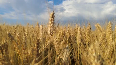 Golden wheat fields Stock Footage 153766375