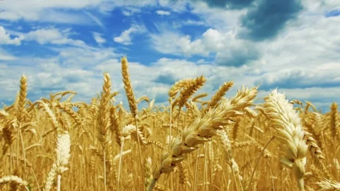 Golden Wheat Fields Stock Footage 315400100