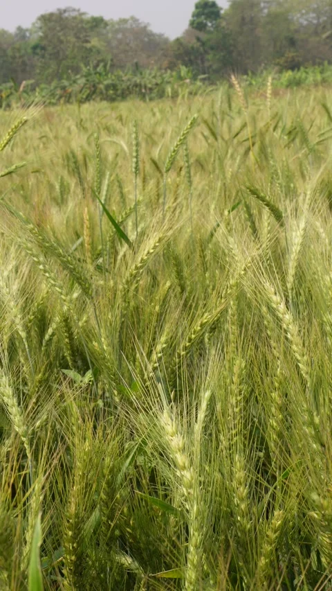 Golden wheat fields 스톡 동영상 332589793