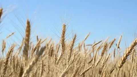 Golden wheat fields gently swaying beneath a vibrant blue sky Vídeo Stock 295253538