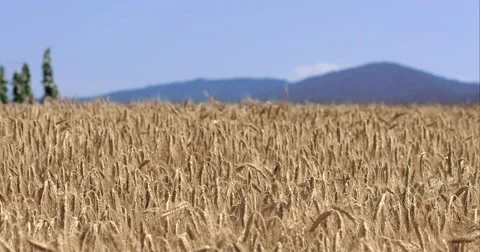 Golden Wheat Fields Landscape Shot With Mountains In The Back Stock Footage 61763841