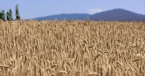 Golden Wheat Fields Landscape Tracking Shot With Mountains In Distance Stock Footage 61756142