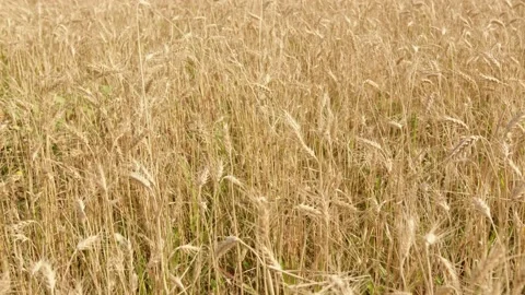 Golden wheat fields moving in the wind Stock Footage 201843925
