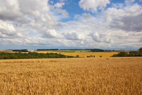 Golden wheat fields Stock Photos