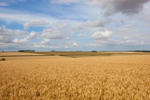 Golden wheat fields Stock Photos