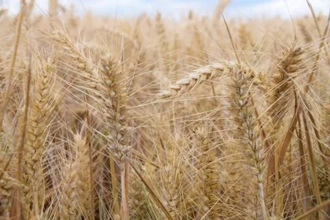 Golden wheat fields Stock-Fotos