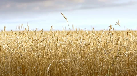 Golden wheat fields is ripe and ready for harvest Stock Footage 65730732