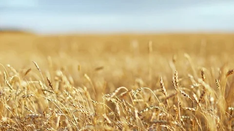 Golden wheat fields is ripe and ready for harvest, panning motion. Stock Footage 76338765