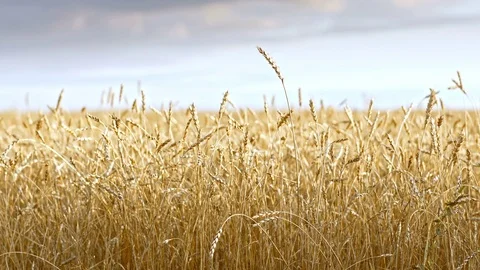 Golden wheat fields is ripe and ready for harvest Stock Footage 76340317