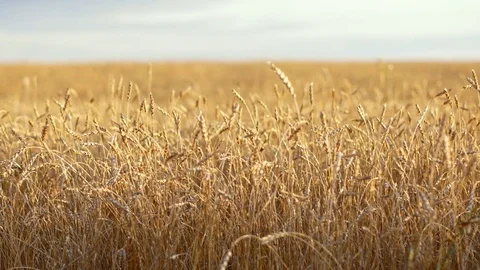 Golden wheat fields is ripe and ready for harvest Stock Footage 80441069
