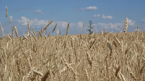 Golden wheat fields is ripe and ready for harvest, panning motion. Stock Footage 170596082