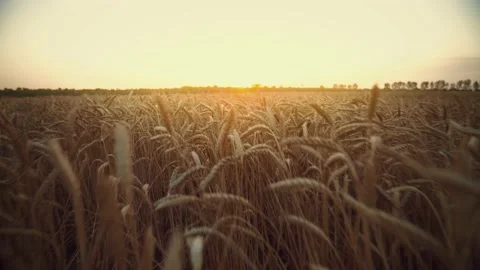 Golden wheat fields. Ripe ears of wheat. Agricultural landscape. Grain field. Stock Footage 151533382