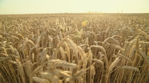 Golden wheat fields. Ripe ears of wheat. Agricultural landscape. Grain field. Stock Footage 152533605