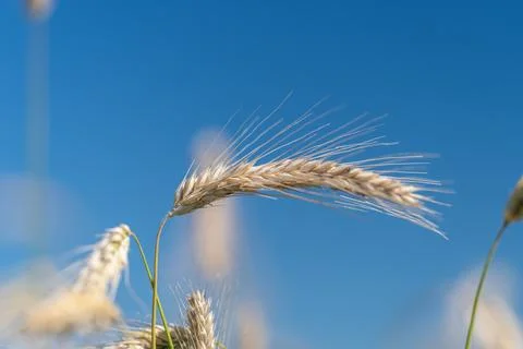 Golden wheat fields stretch across the landscape with delicate stalks dancing Stock Photos