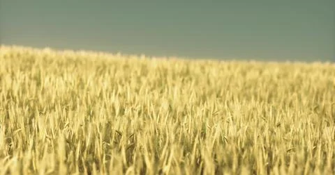 Golden wheat fields stretch under a clear blue sky during sunset Stock Illustration