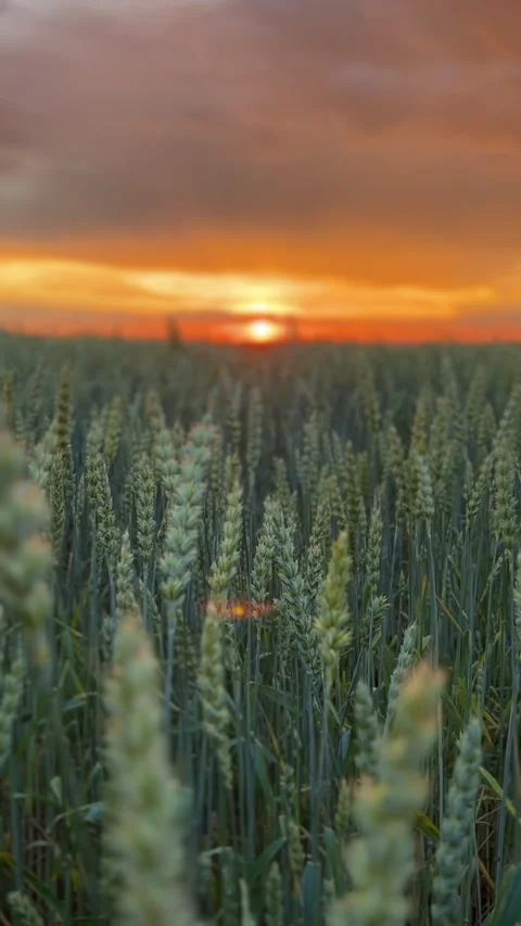 Golden Wheat Fields at Sunset Experience the Serenity of Natures Beautiful Stock-Footage 306080226