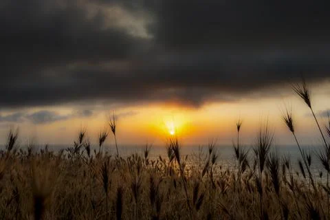 Golden wheat fields at sunset overlooking the ocean with dramatic clouds Fotos de archivo