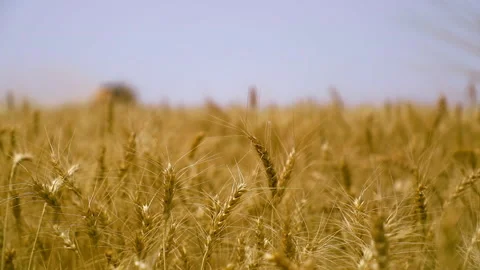 Golden wheat fields sway gently in the breeze during harvest season in rural Stock Footage 302942837