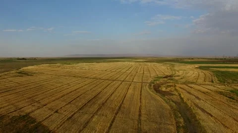 The golden wheat fields sway gracefully in the breeze, stock footage. Stock Footage 304934929