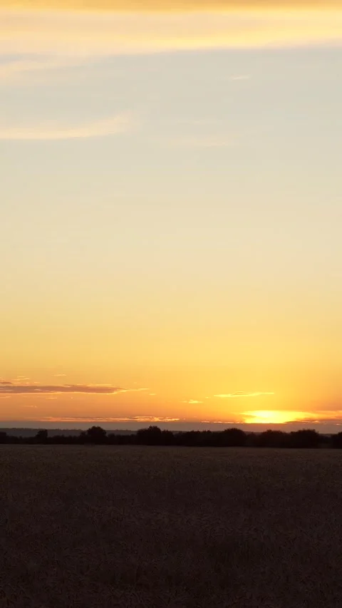 Golden wheat fields sway unde vast sky, wheat agricultural crop grown regions Stock Footage 307065316
