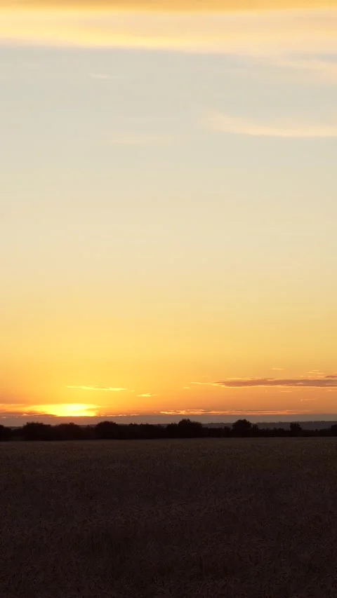 Golden wheat fields sway unde vast sky, wheat agricultural crop grown regions Stock Footage 308320882