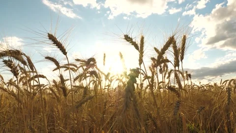 Golden wheat fields sway under warm sun, agriculture plays vital role providing Stock Footage 313212213