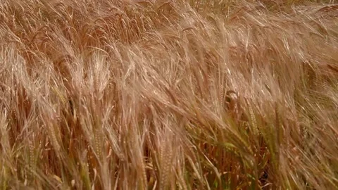 Golden Wheat Fields Swaying in the Summer Breeze During Sunset in the Stock Footage 280673166
