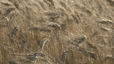 Golden wheat Video stock 130302