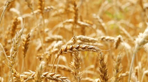 Golden wheat Stock Footage 8525433