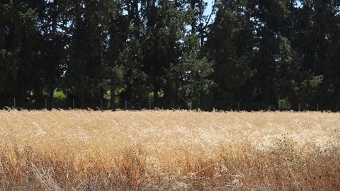 Golden wheat Stock Footage 76179888