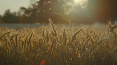 Golden Wheat 스톡 동영상 132266556