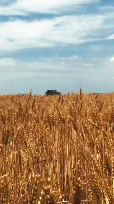 Golden Wheat Stock Footage 153842915