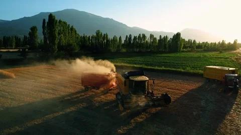 Golden Wheat Stock Footage 340779036