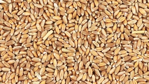Golden wheat grains close up as full frame texture background. Raw cereal s.. Stock Footage 343796174
