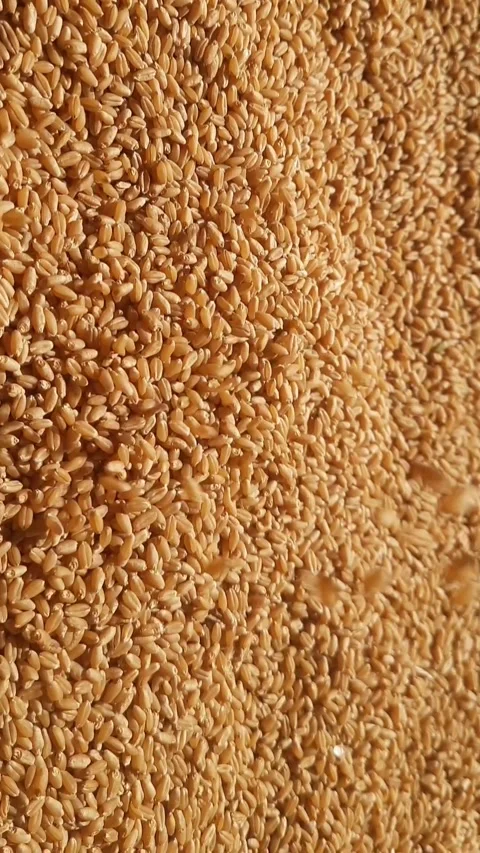 Golden Wheat Grains Falling in Close-Up Stock Footage 344398328