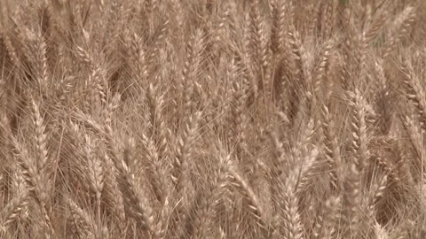 Golden wheat grains Stock Footage 300865973