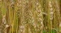 Golden Wheat Heads HD Footage