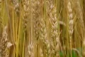 Golden Wheat Heads Footage